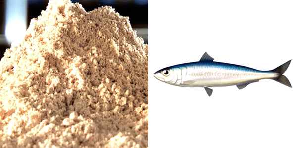 Side by side images of a dried pile of fish meal and a graphic of a silver and blue fish