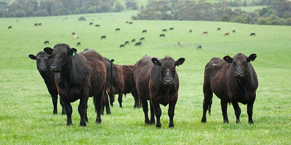 Green field with black cows in the foreground and background