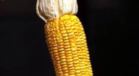 Corn on the cob with husk on a black background